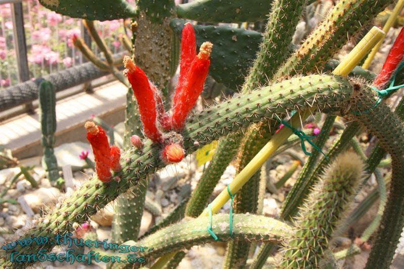 Botanischer Garten