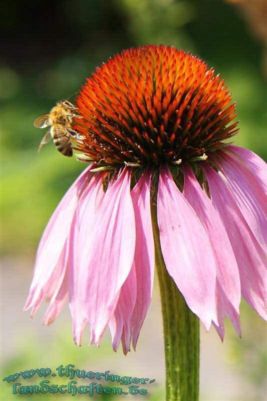 Botanischer Garten