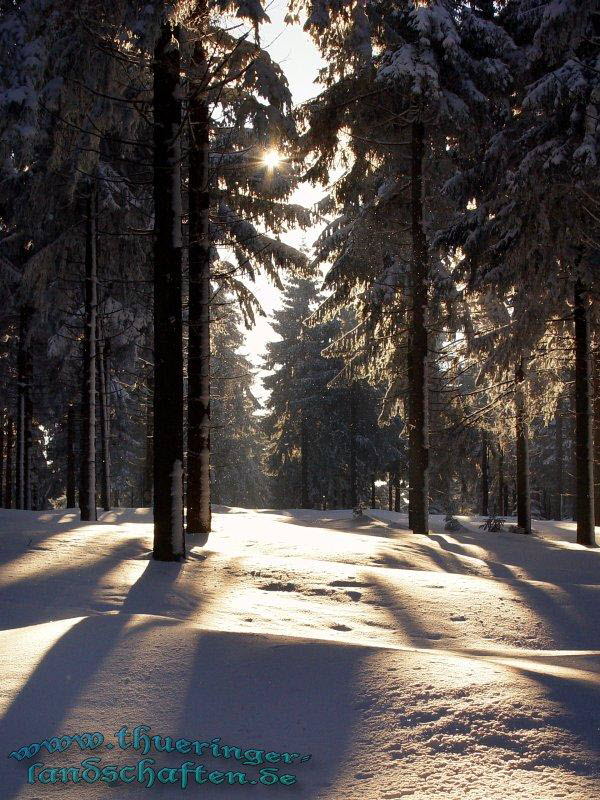 Winterwald bei der Rennsteigwarte Masserberg