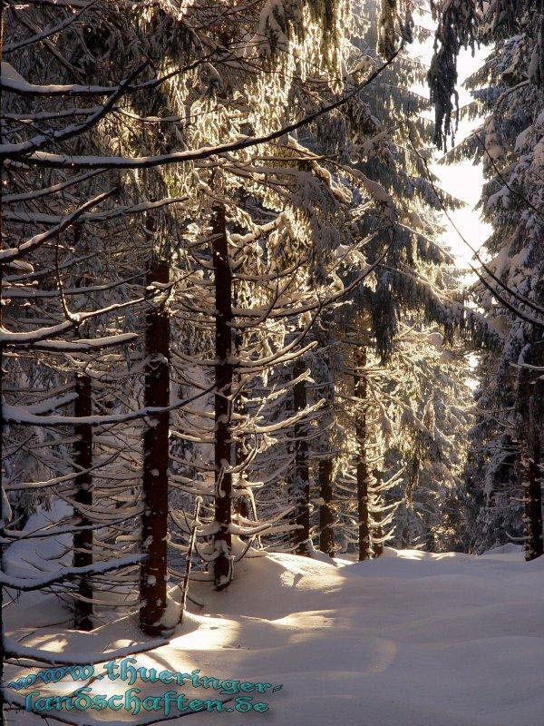 Winterwald bei der Rennsteigwarte Masserberg