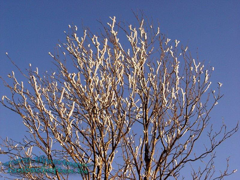 Winterwald bei der Rennsteigwarte Masserberg