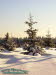 Winterwald bei der Rennsteigwarte Masserberg