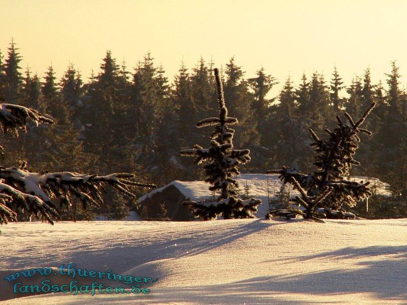 Winterwald bei der Rennsteigwarte Masserberg