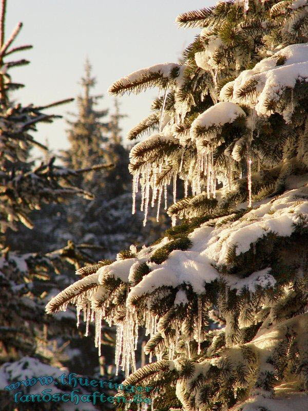 Winterwald bei der Rennsteigwarte Masserberg