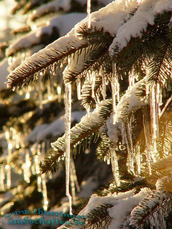 Winterwald bei der Rennsteigwarte Masserberg