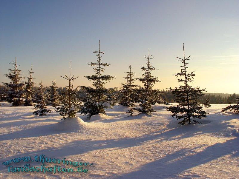 Winterwald bei der Rennsteigwarte Masserberg