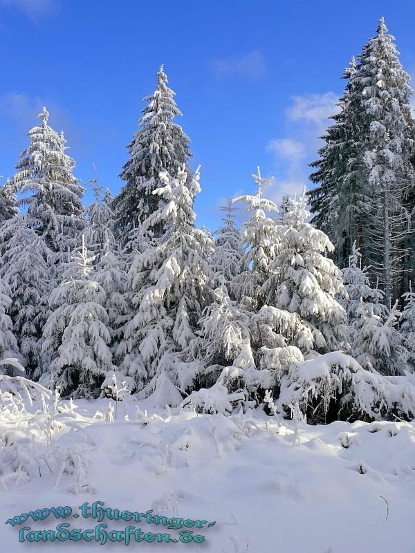 Winterwald bei Kahlert