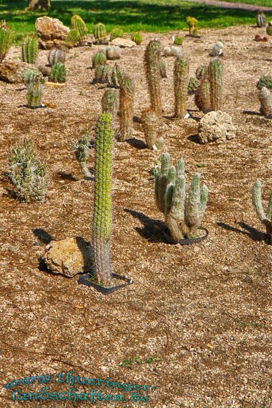 667 - Botanischer Garten