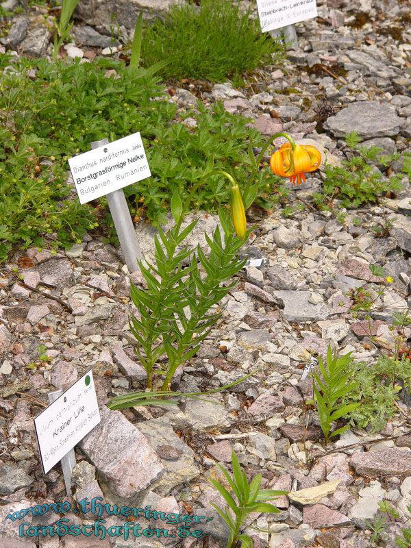 Rennsteiggarten Oberhof