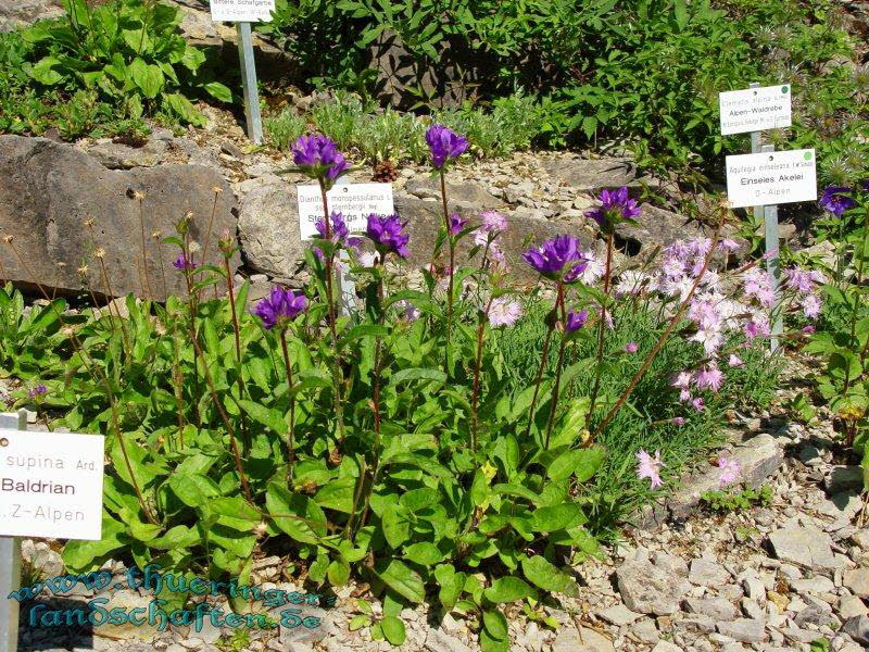 Rennsteiggarten Oberhof