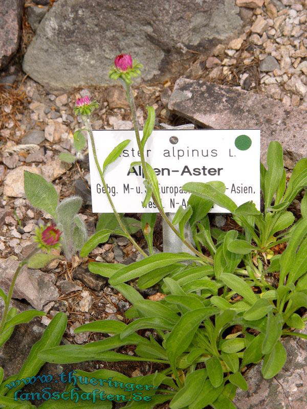 Rennsteiggarten Oberhof