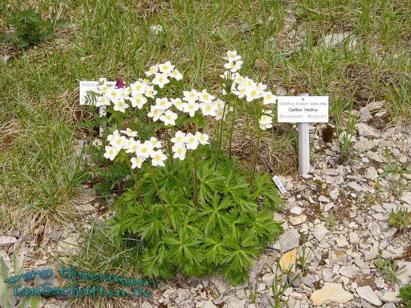 Rennsteiggarten Oberhof