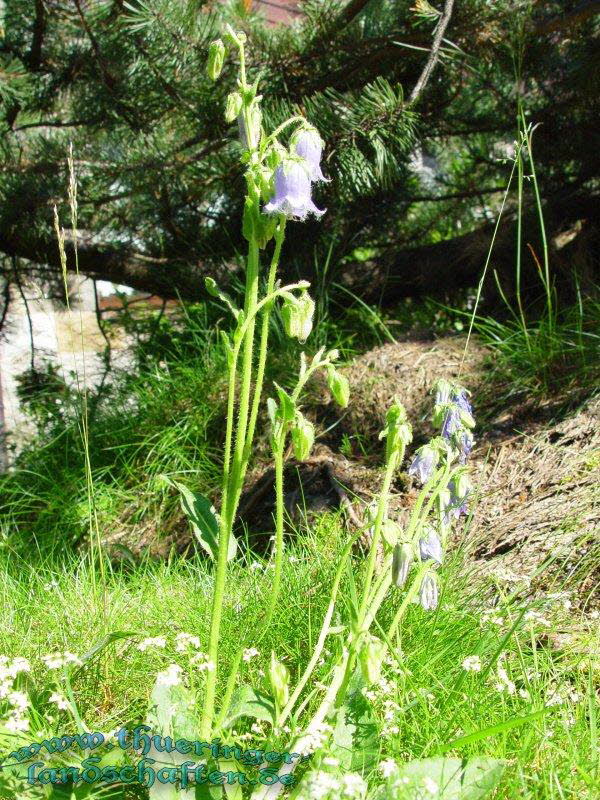 Rennsteiggarten Oberhof