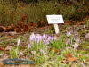 Rennsteiggarten Oberhof