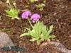 Rennsteiggarten Oberhof