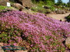 Rennsteiggarten Oberhof