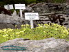 Rennsteiggarten Oberhof