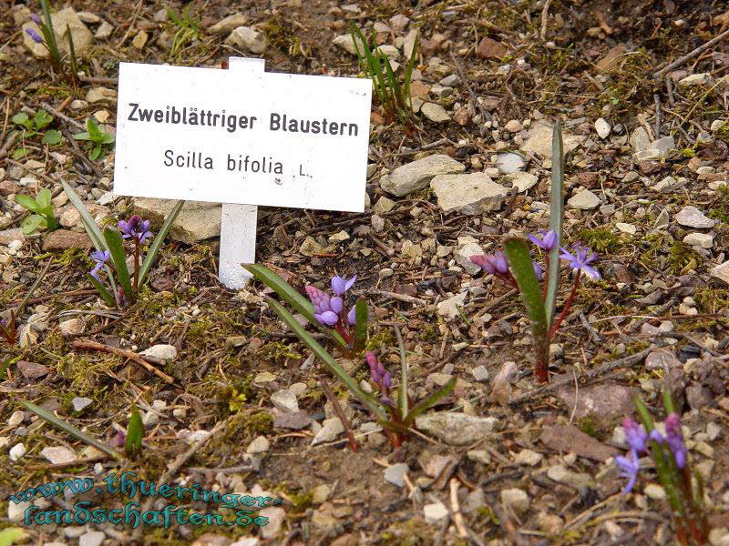 Rennsteiggarten Oberhof