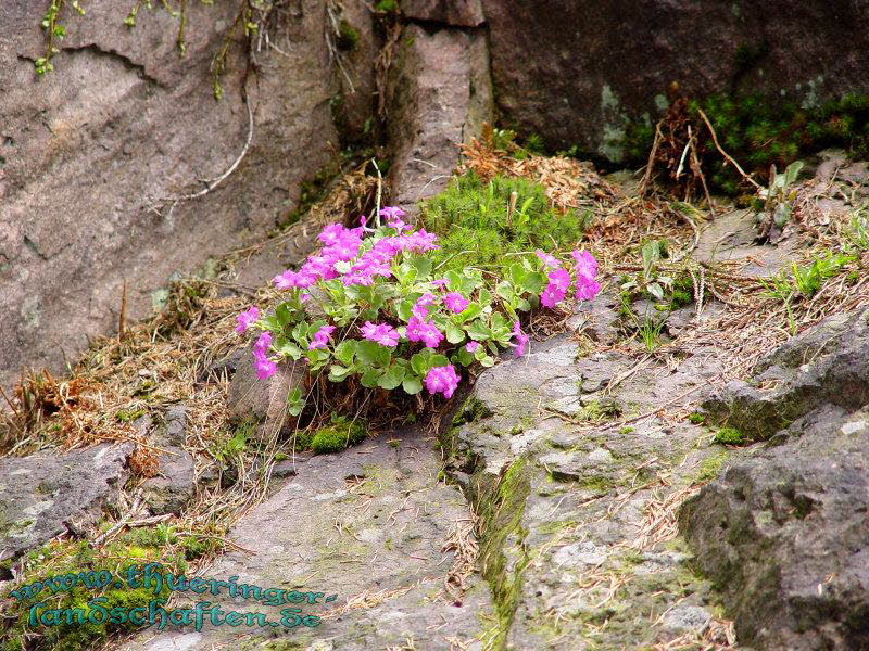 Rennsteiggarten Oberhof