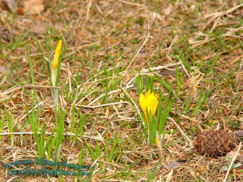 Rennsteiggarten Oberhof