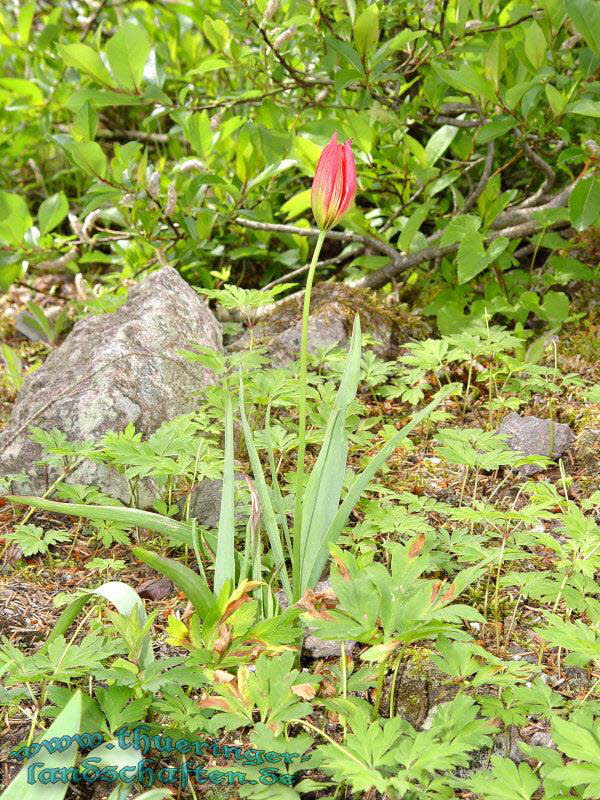 Rennsteiggarten Oberhof