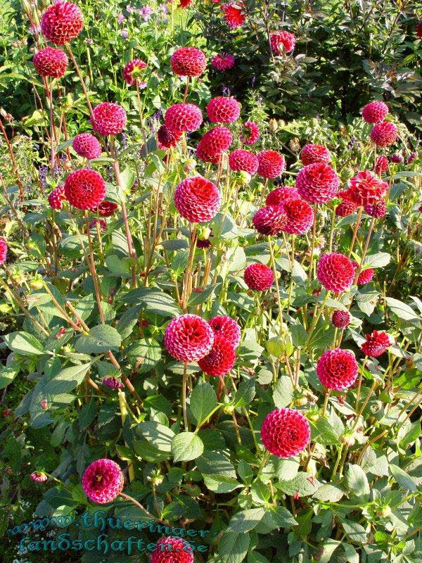 Die Flora auf dem egapark