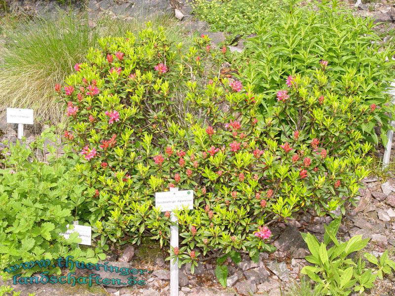 Rennsteiggarten Oberhof