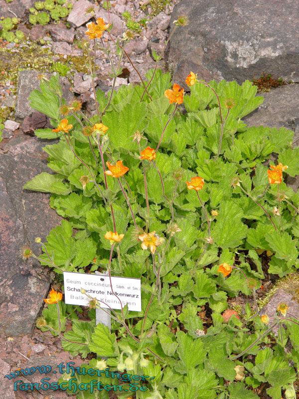 Rennsteiggarten Oberhof