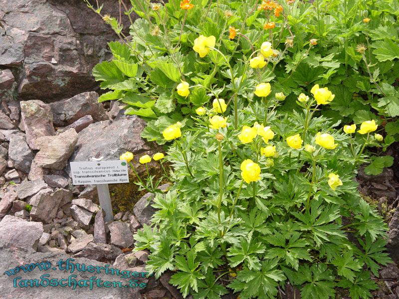 Rennsteiggarten Oberhof