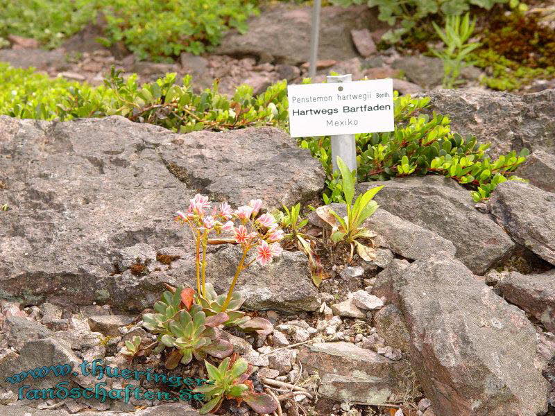 Rennsteiggarten Oberhof