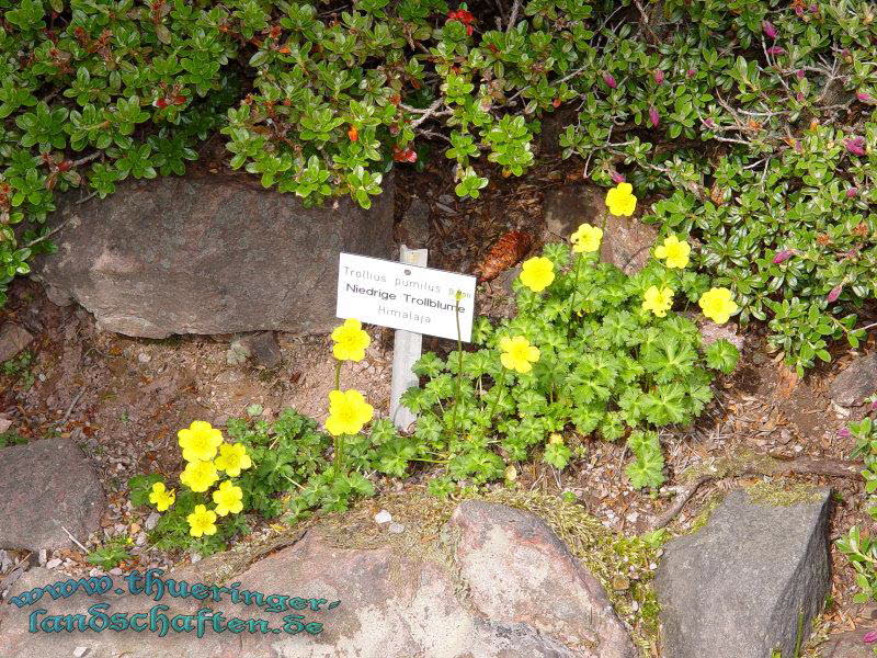 Rennsteiggarten Oberhof