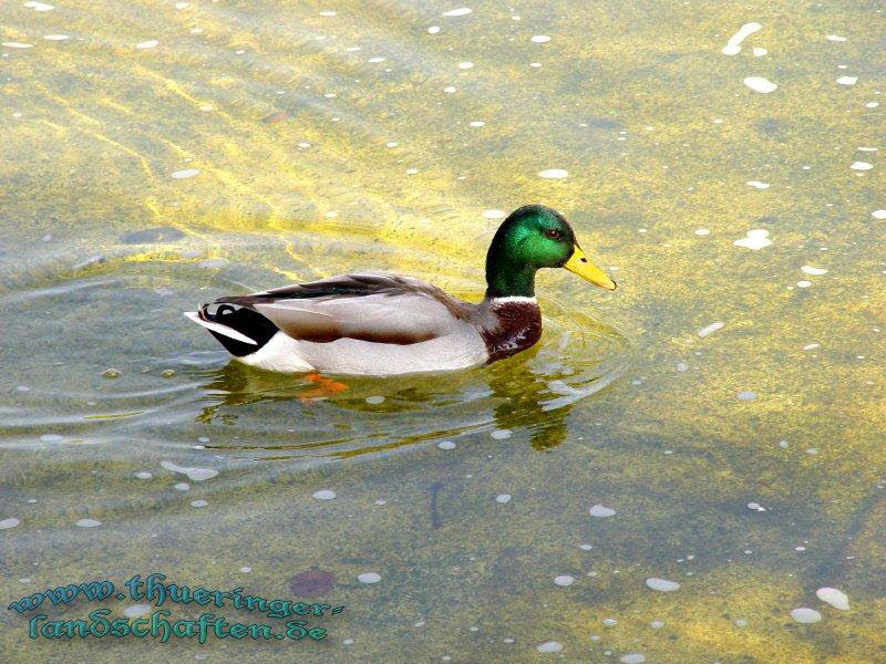 Die Fauna auf dem egapark