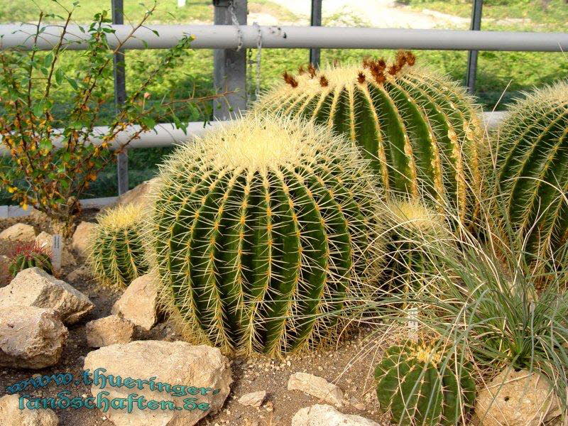 Die Flora auf dem egapark (Kakteenausstellung)