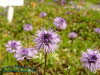 Rennsteiggarten Oberhof