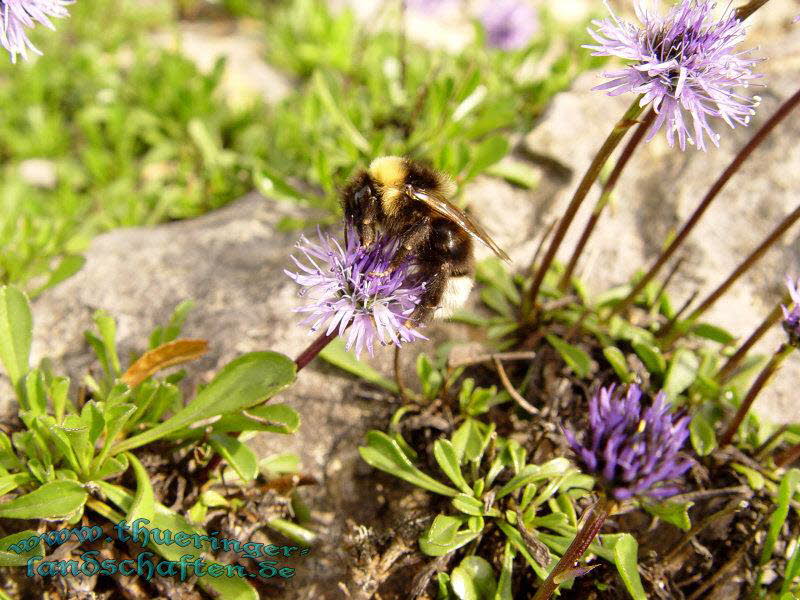 Rennsteiggarten Oberhof