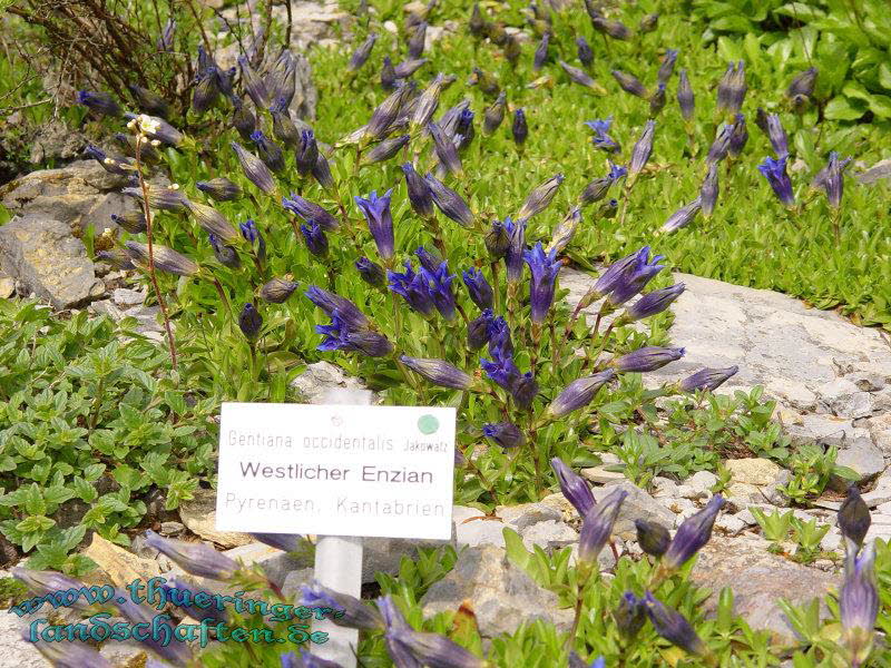 Rennsteiggarten Oberhof