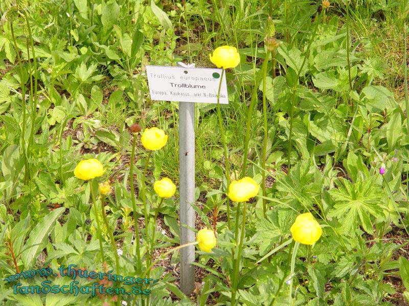 Rennsteiggarten Oberhof