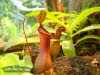 Die Flora auf dem egapark (Ausstellung fleischfressender Pflanzen)