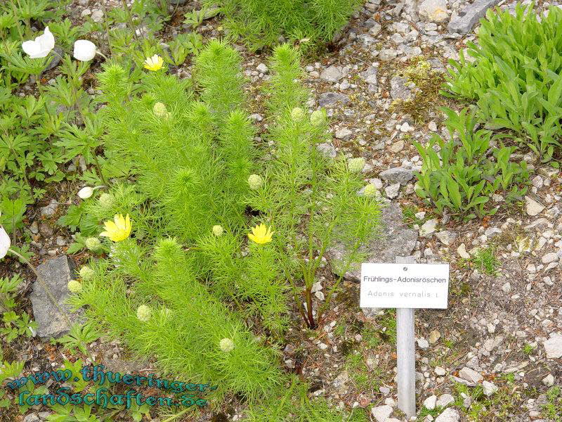 Rennsteiggarten Oberhof