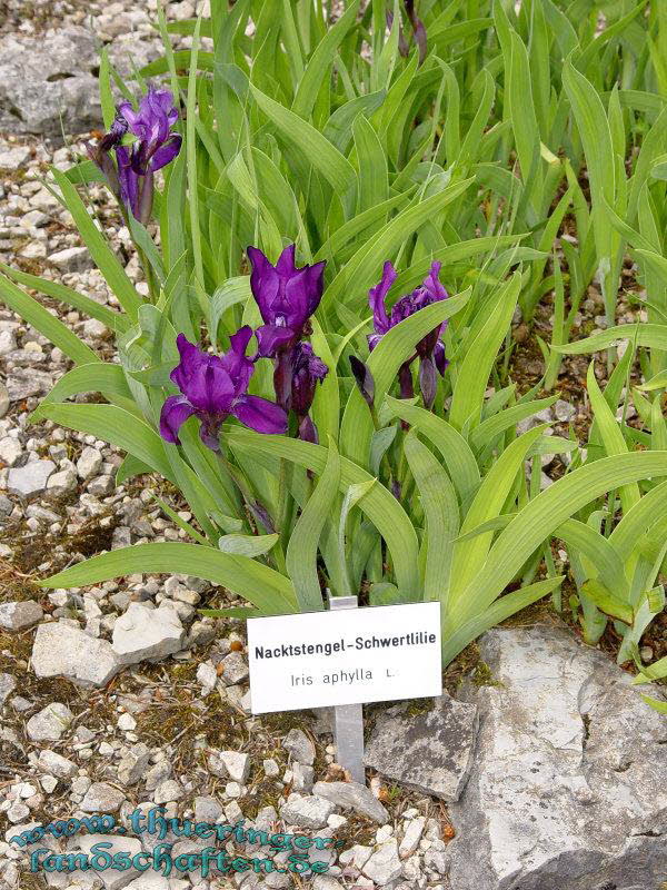 Rennsteiggarten Oberhof