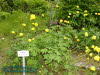 Rennsteiggarten Oberhof