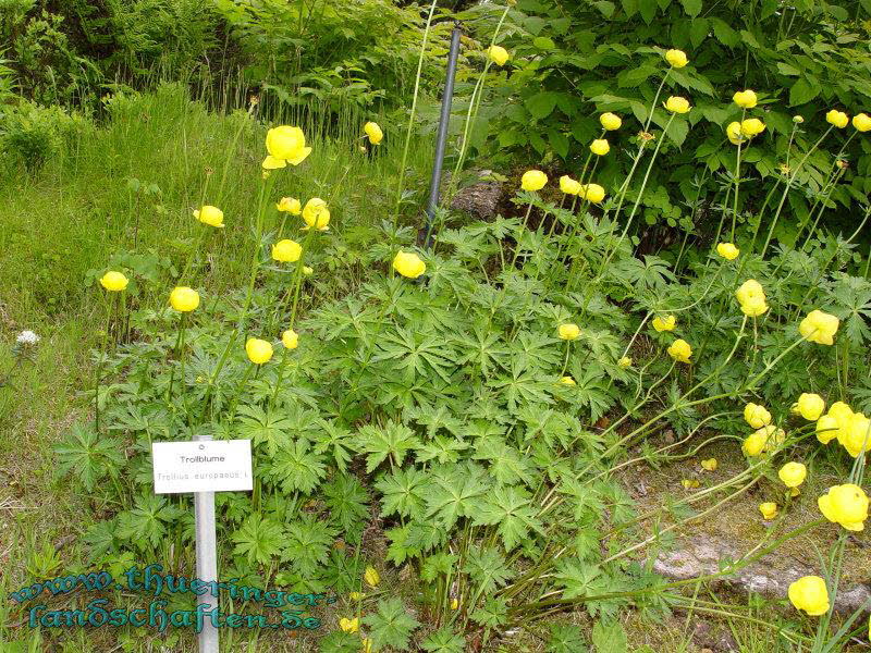 Rennsteiggarten Oberhof