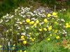 Rennsteiggarten Oberhof