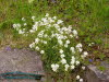 Rennsteiggarten Oberhof