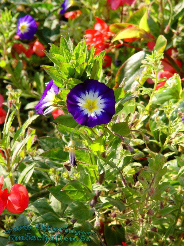 Die Flora auf dem egapark