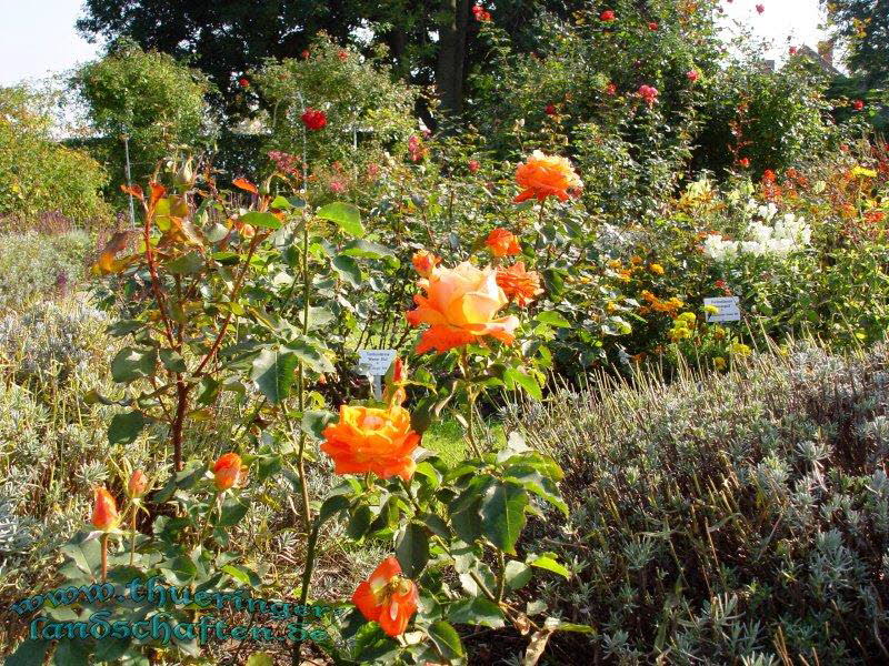 Die Flora auf dem egapark