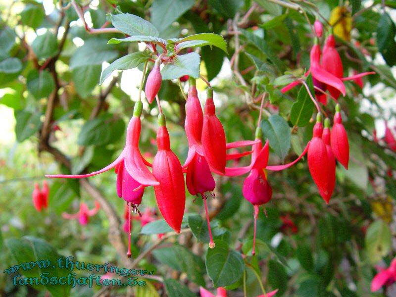 Die Flora auf dem egapark