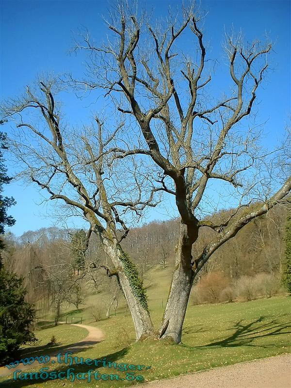 Schlopark Altenstein