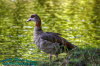 Elisabethpark und See Bad Liebenstein