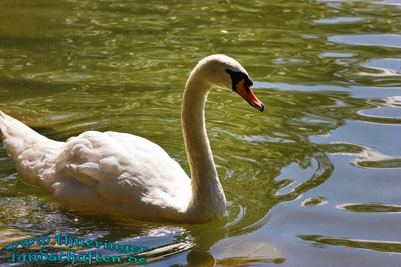 Elisabethpark und See Bad Liebenstein